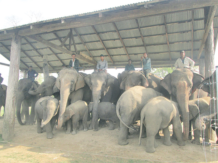 Chain-free enclosure for CNP elephants