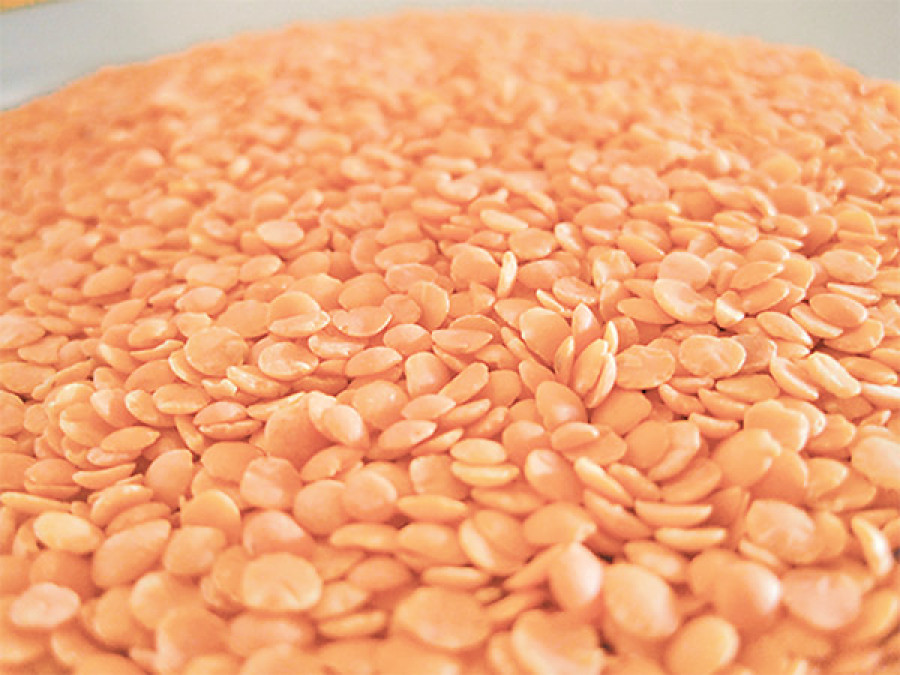 Heavy winter rains hit lentil output in Banke