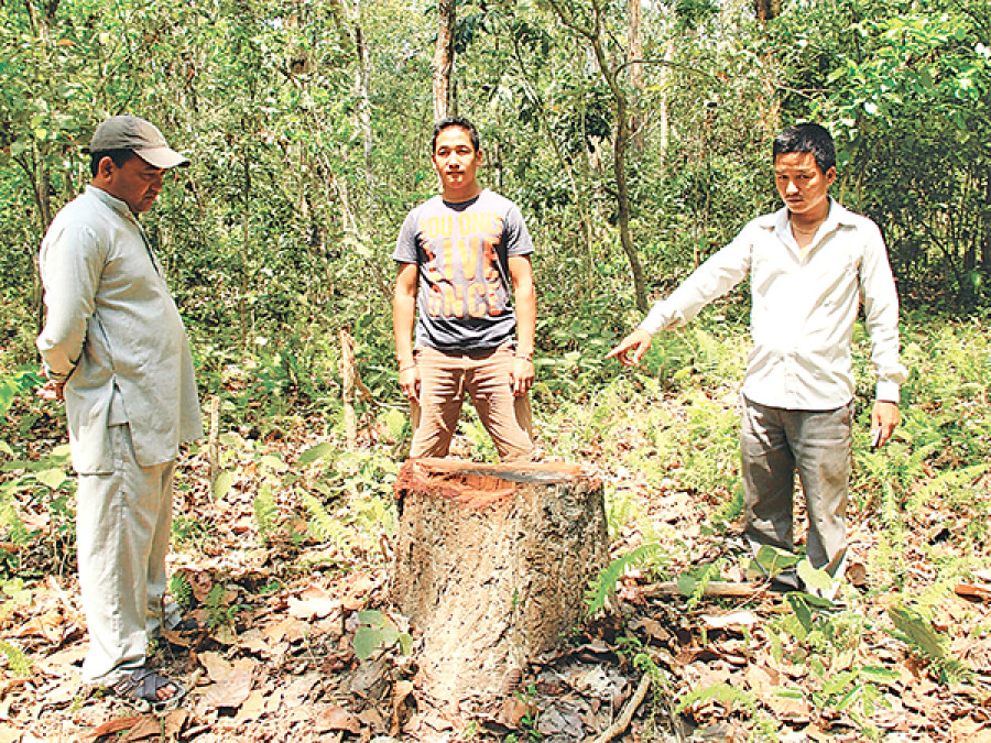 Felling, smuggling of trees on the rise in Sunsari forest