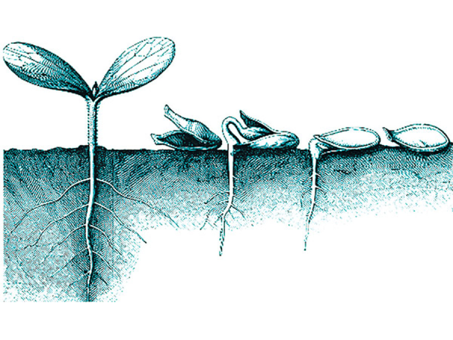 Seeds for the future