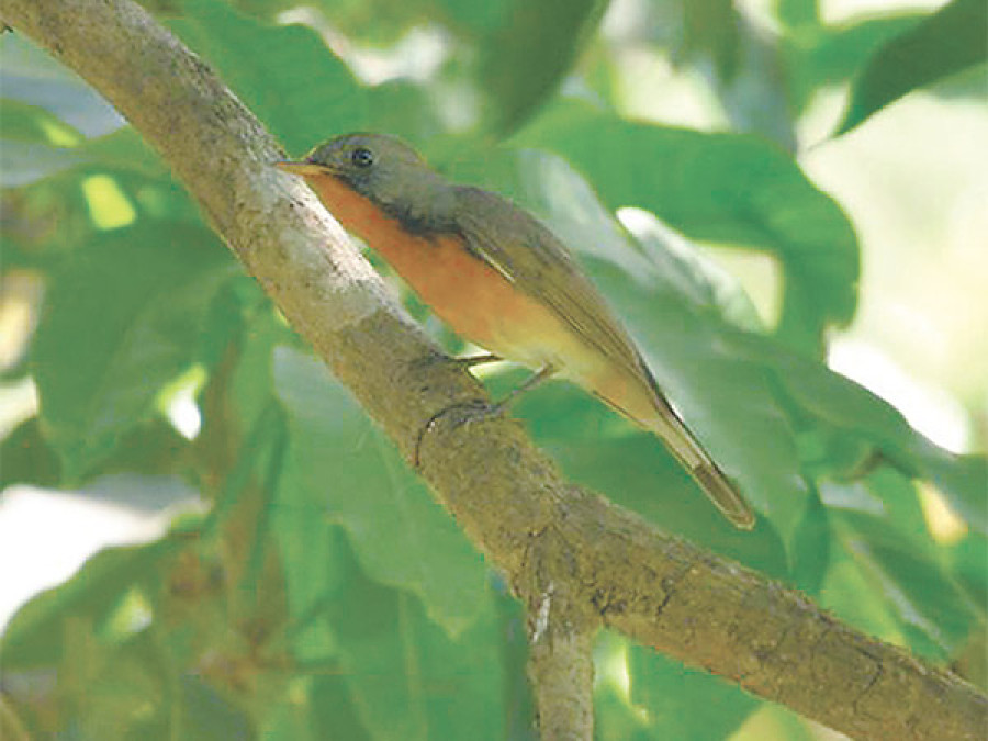 Rare species of bird sighted at Chitwan National Park