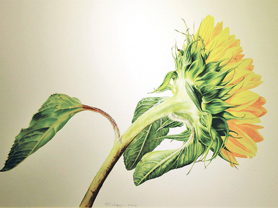Botanical drawing as art form