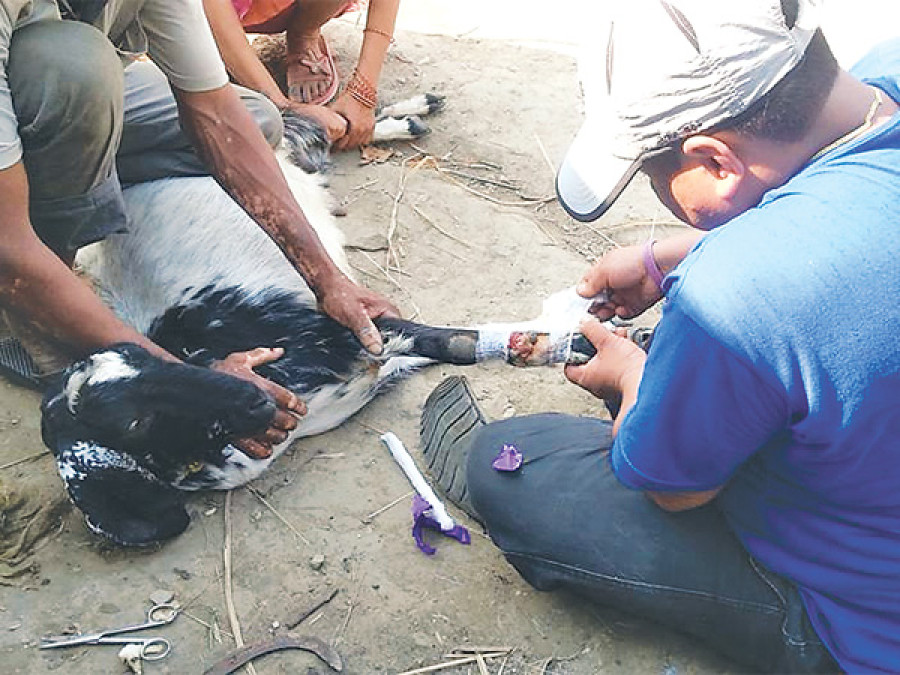 Farmers left poorer as cattle perish in disaster