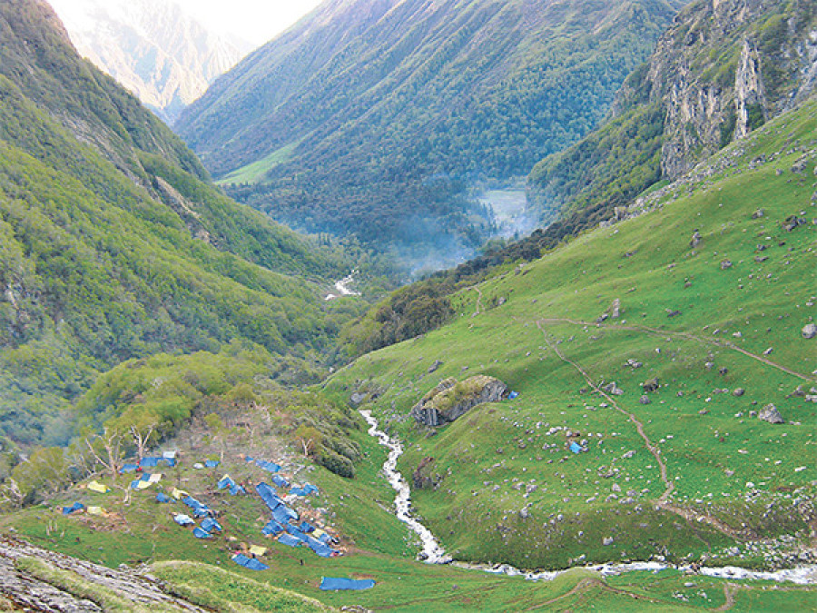 People reach highlands in droves to collect ‘Himalayan Viagra’