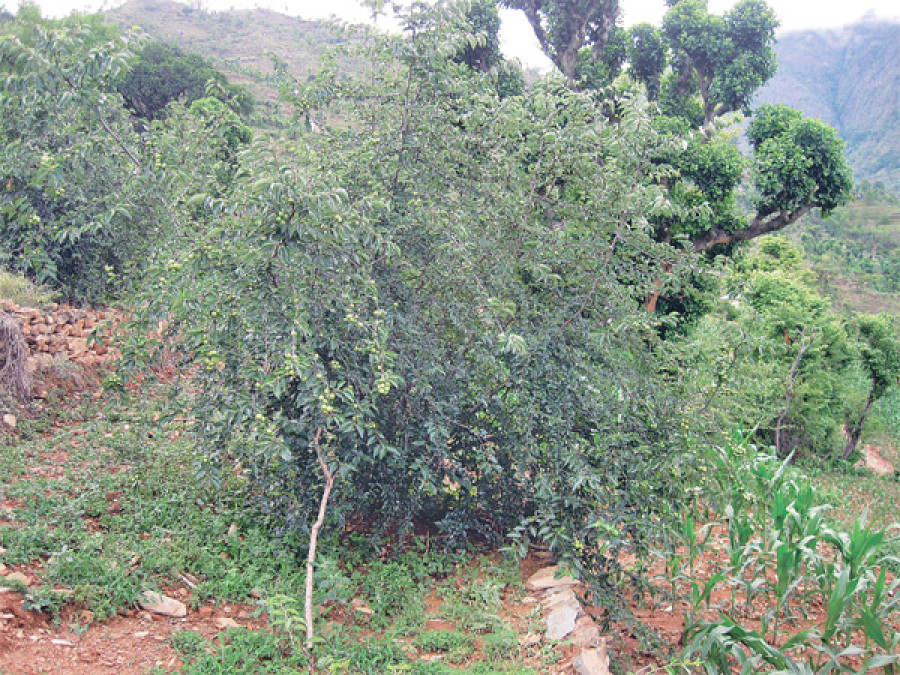 Farmers earn millions growing Bodhichitta