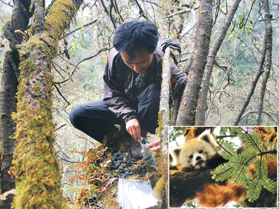 Parasitic infections threaten red panda