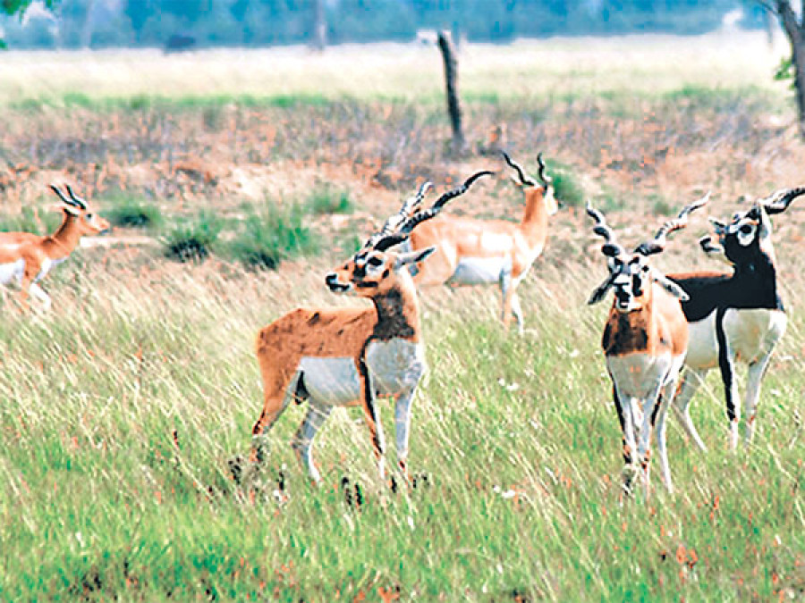 15 Krishnasar blackbucks relocated