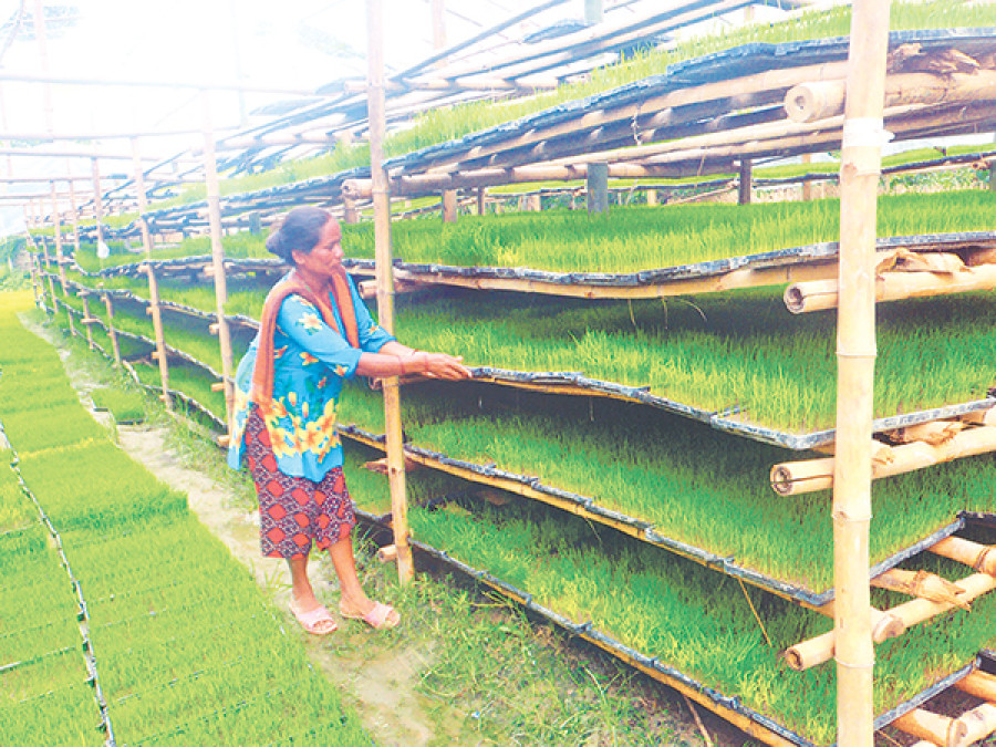 Farmers unworried about labour shortage