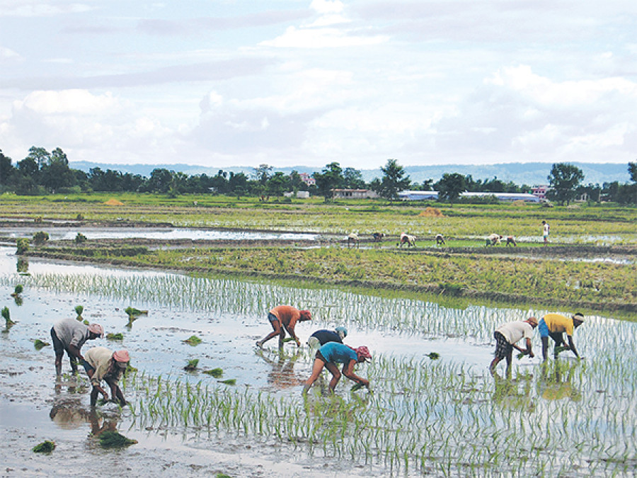 Seasonal workers throng Chitwan as locals opt for foreign jobs