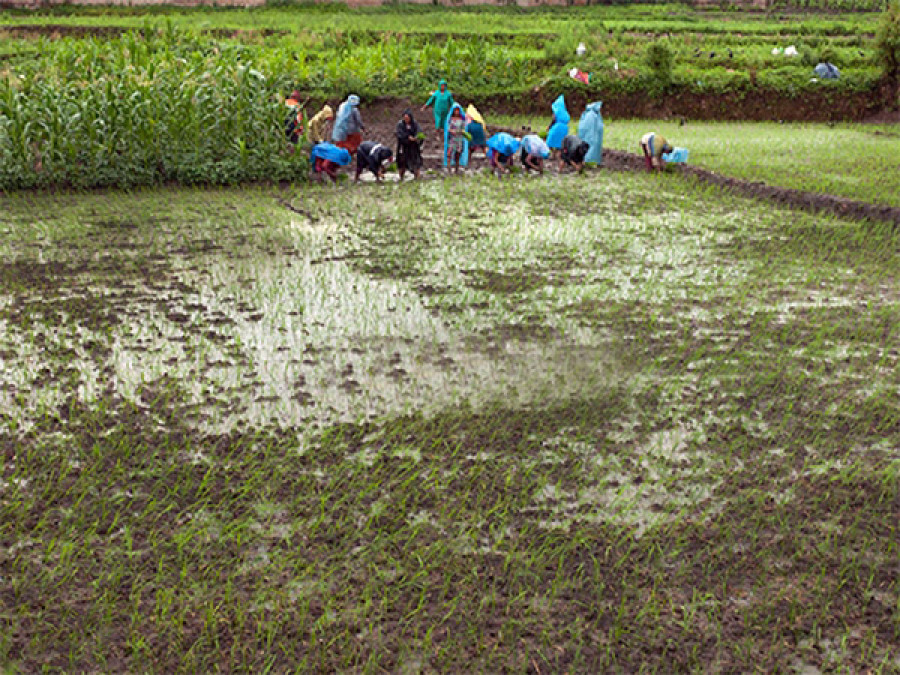 Paddy fields lie barren due to lack of water