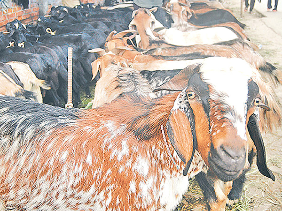Traders rush to procure goats as Dashain nears