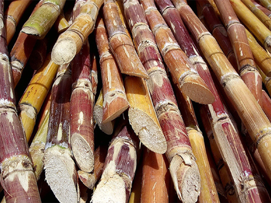 Petroleum shortage leaves Tarai sugarcane farmers in the lurch