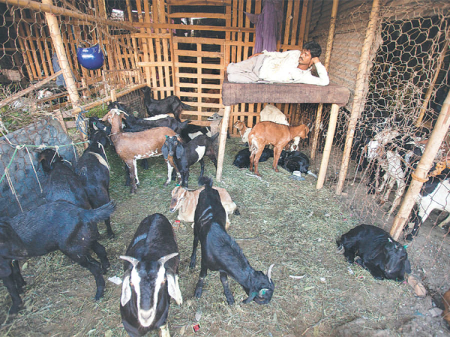 KMC starts goat monitoring