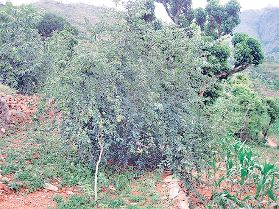 Fall in Bodhichitta prices concerns farmers, traders