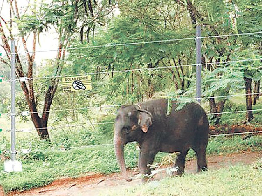 Wild elephants cause menace in Bardiya