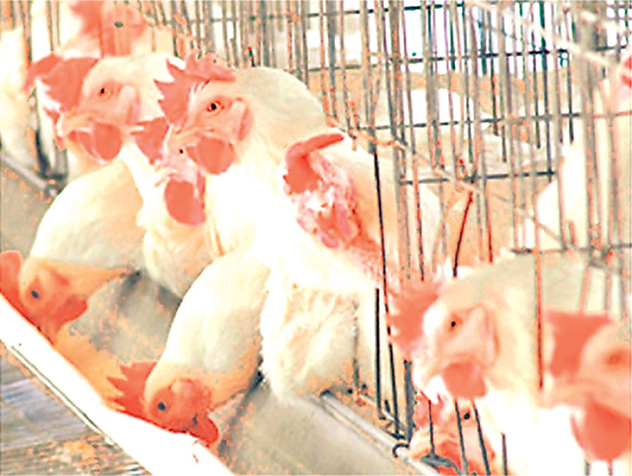Illegal chicken import on rise in Biratnagar