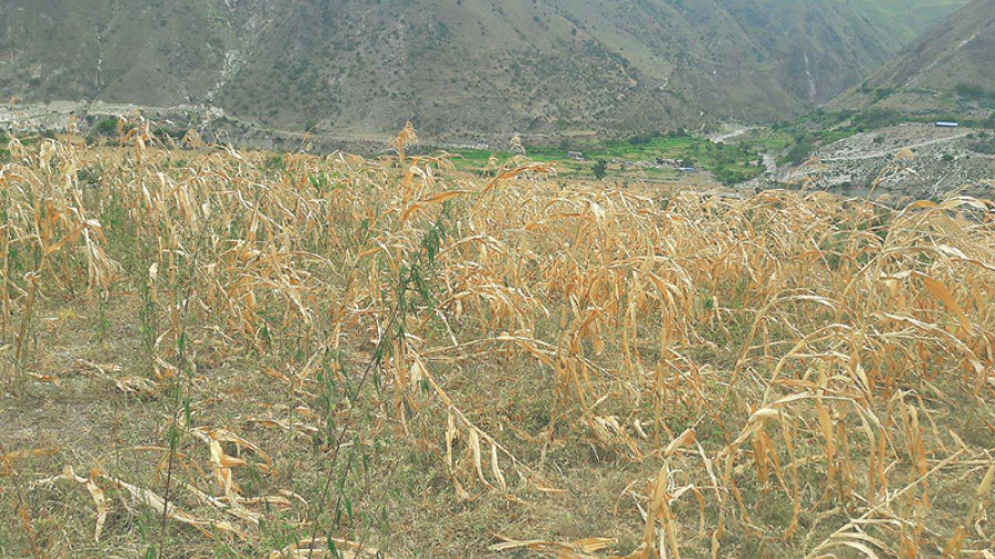Bajura villagers stare at food shortage ahead of Dashain