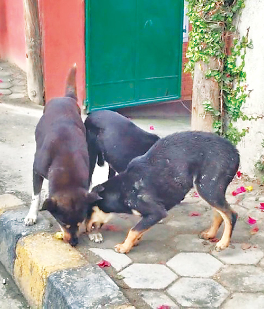 Kathmandu Ward 20 to be announced stray dog free zone