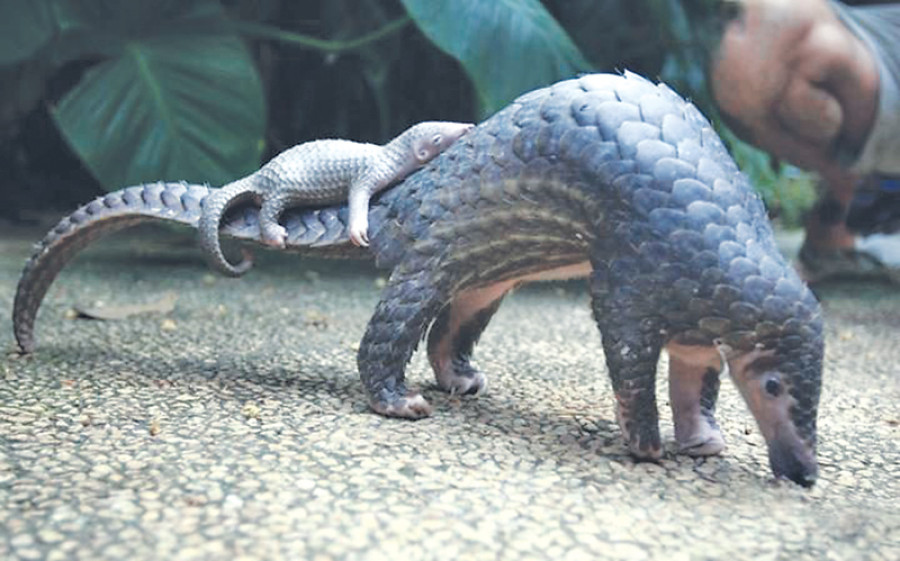 CITES bans trade of all eight pangolin species