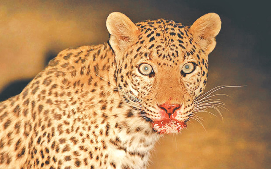 ‘Dud rifles fail to put down maneater leopards’