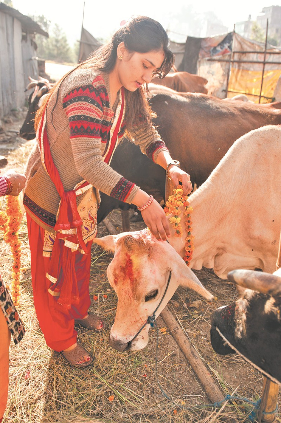 Gai Puja, Goru Puja and Govardhan Puja today