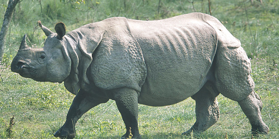 Rhino relocation: On the horns of dilemma
