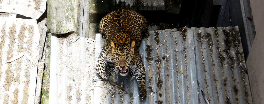 Kuleshwor leopard scare ends (Photos & video)