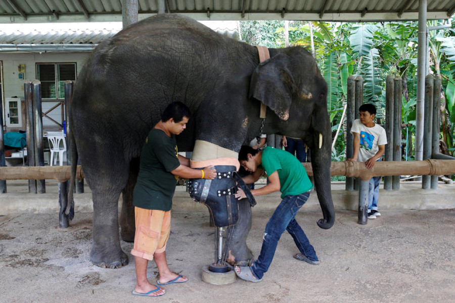 Mosha, Thai elephant wounded by land mine, gets her 9th prosthetic limb