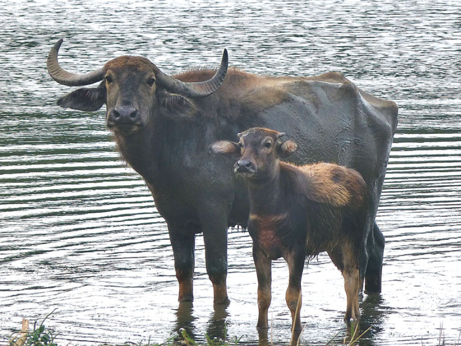 Arna population up in Koshi Tappu Reserve