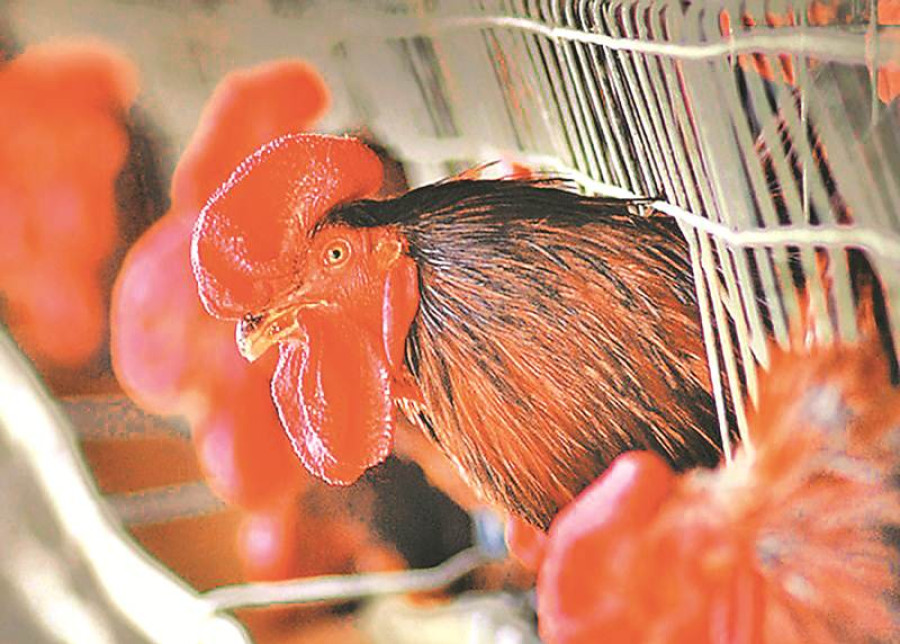 Chitwan, Dhading named focal points for poultry