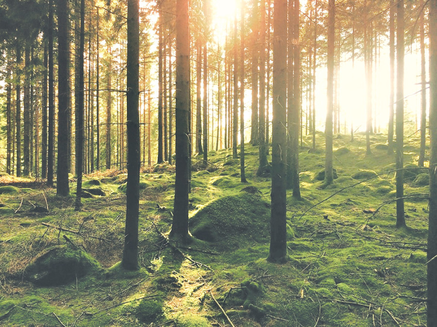 Scientific forestry