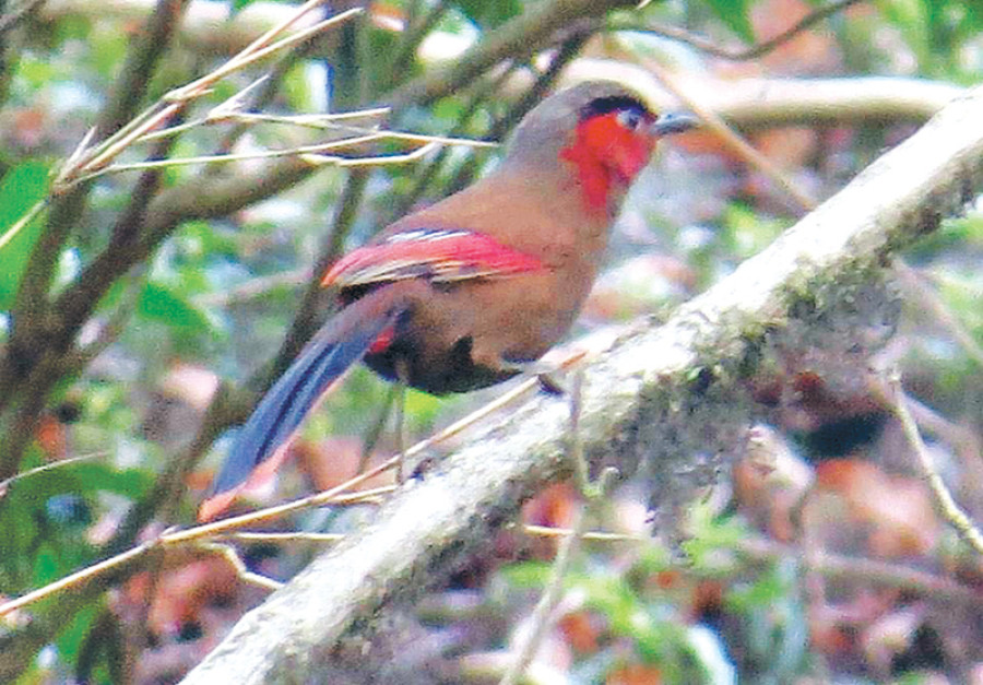 ‘Extinct’ bird sighted after 178 years