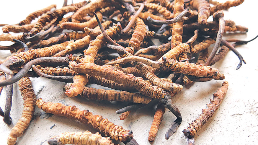 Medicinal herbs worth Rs400 million exported