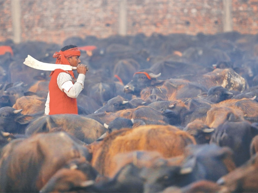 SC order against Gadhimai sacrifice