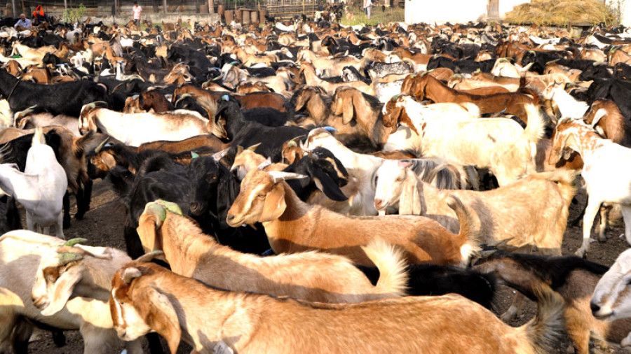 KMC to monitor goat markets from today