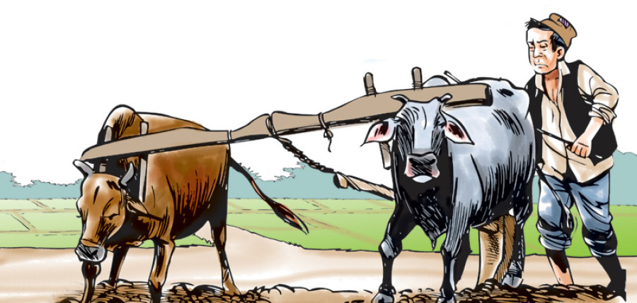 Low crop production behind perennial food shortage in Baitadi