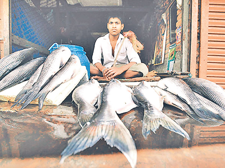 Commercial fish farming gaining pace in Morang