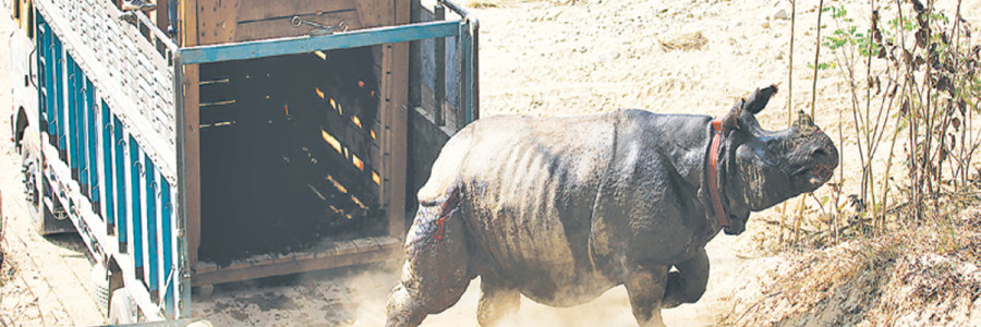 A new home for rhinos
