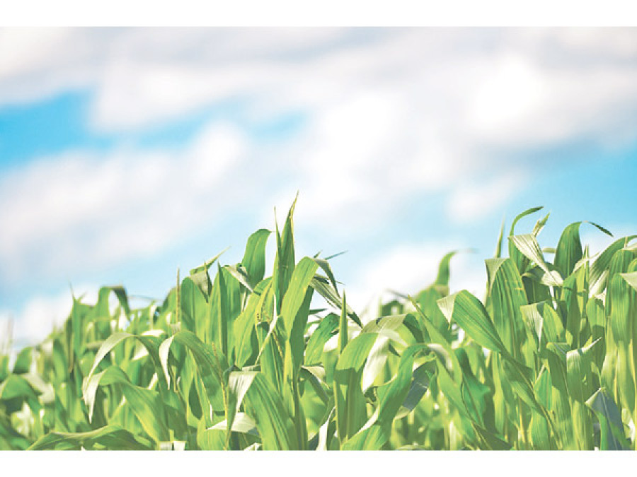 Agricultural transformation