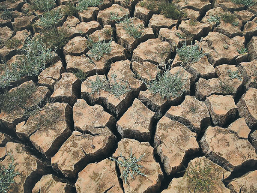Huge winter crop losses likely in western region
