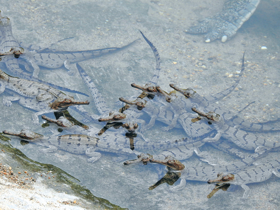 Success story at BNP: 30 endangered gharials bred