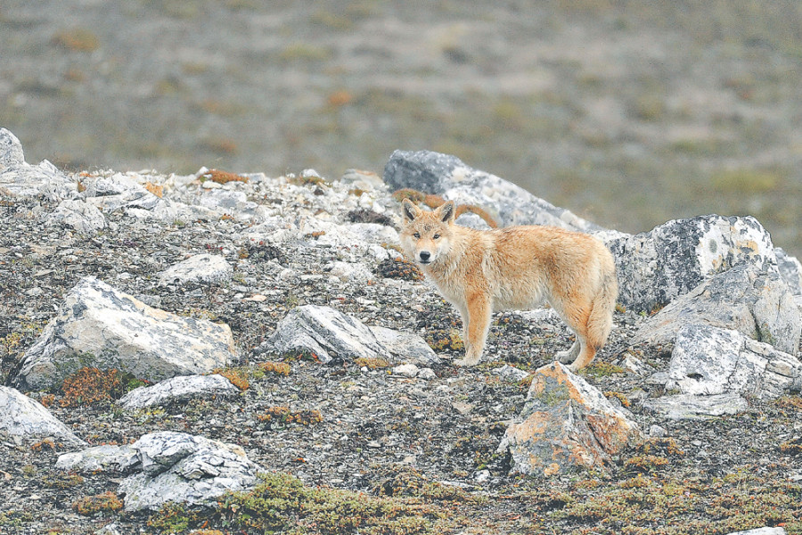 The wolves of Manang