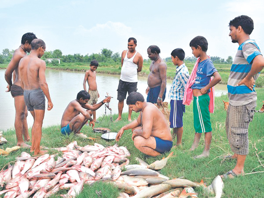 Farmed fish dying due to mystery disease