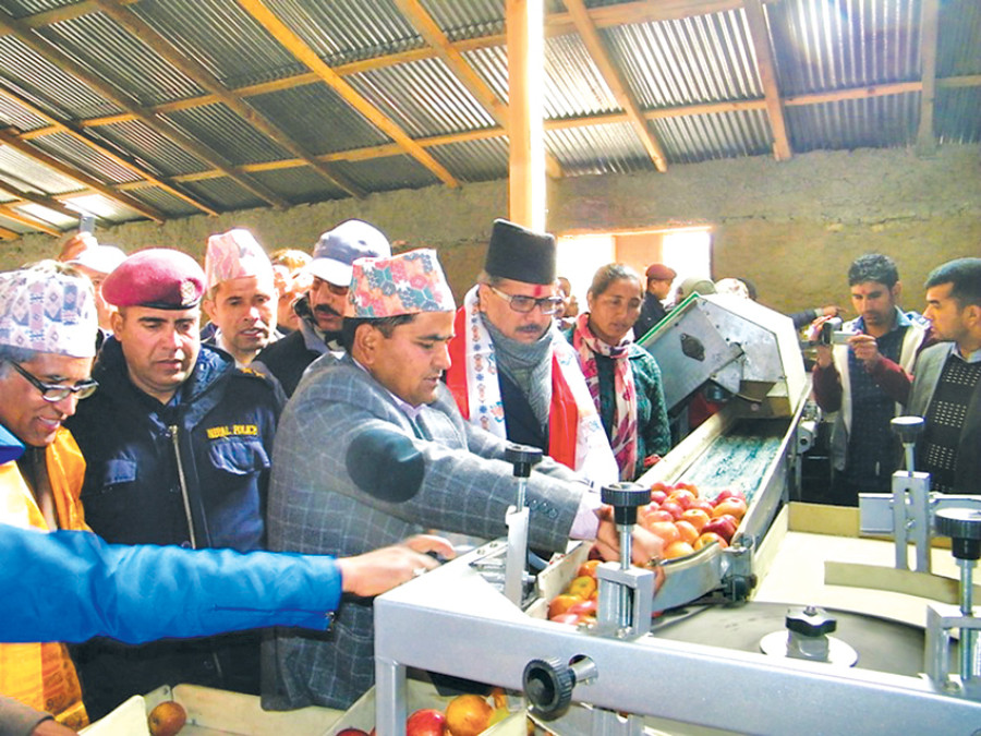Apple grading machine installed after 5 years