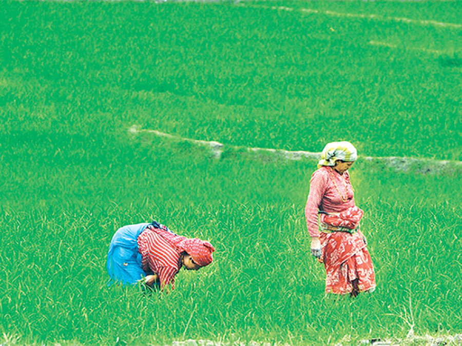 Tube well demand soars as irrigation project falls short