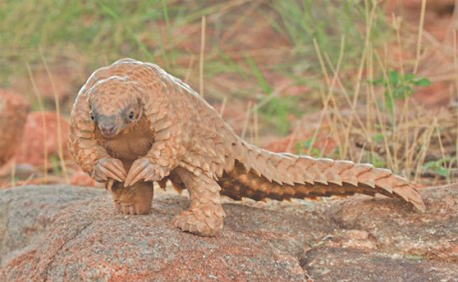 Nepal’s 43 districts home to pangolins