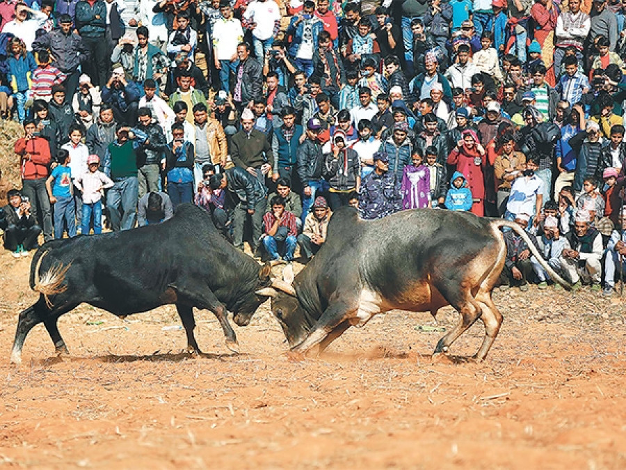 Nuwakot bullfighting festival this week