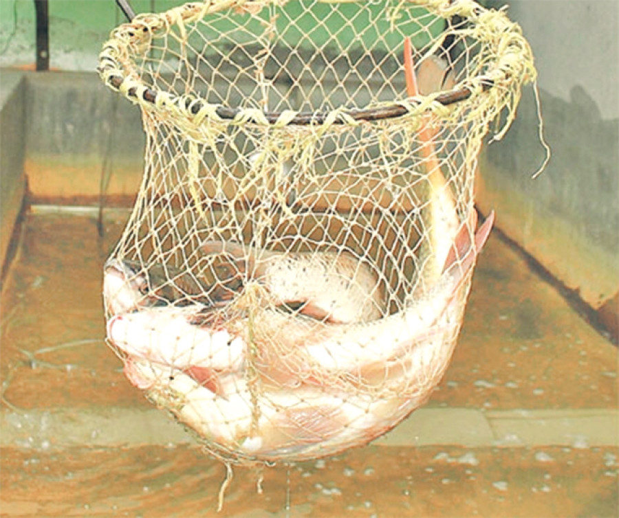 Troubled by wild animals, farmers turn to fish farming