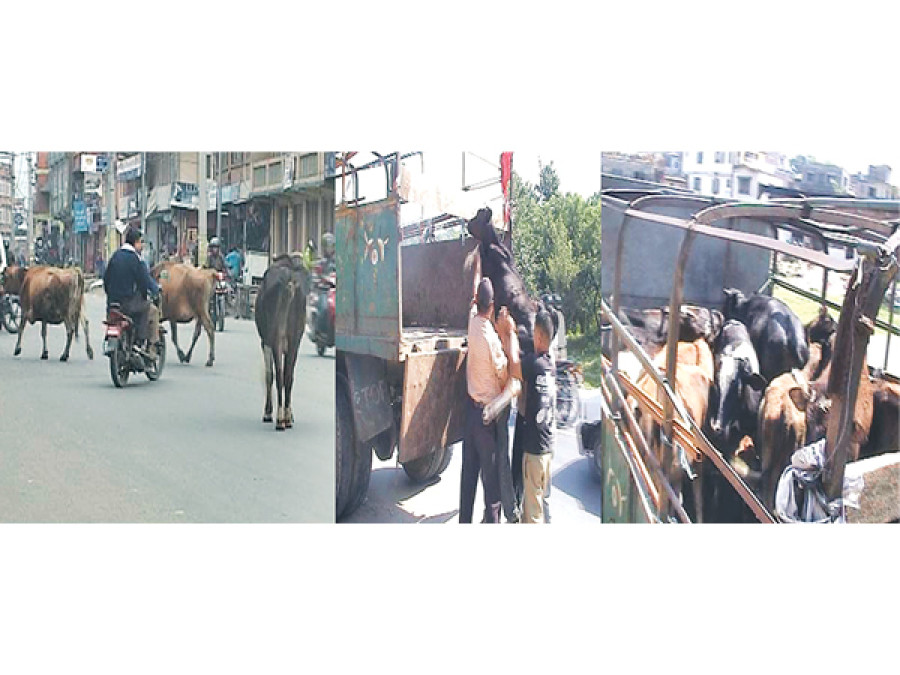 KMC prefers cows to oxen