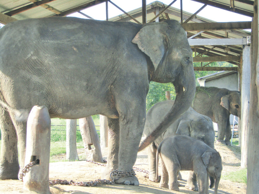 Chitwan Park breeding centre sees increase in elephant population